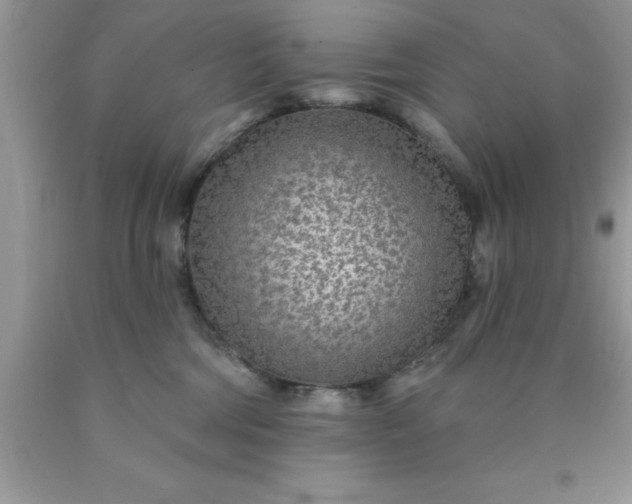 X0000090440330200707272200