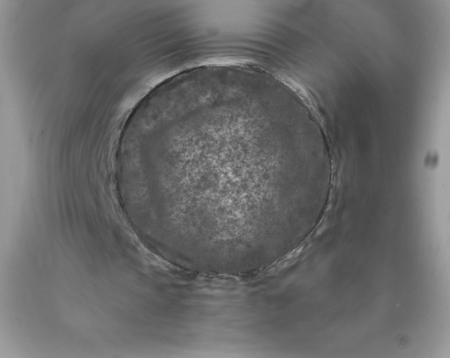 X0000090440337200707272159