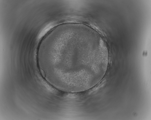 X0000090440341200707272159