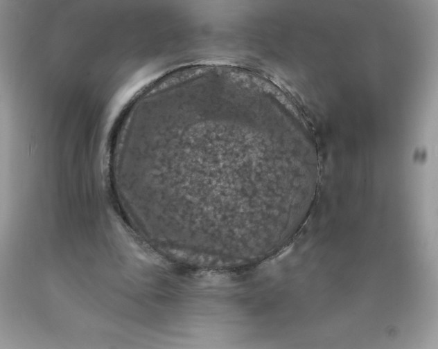 X0000090440343200707272159