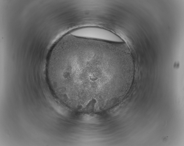 X0000090440346200707272159