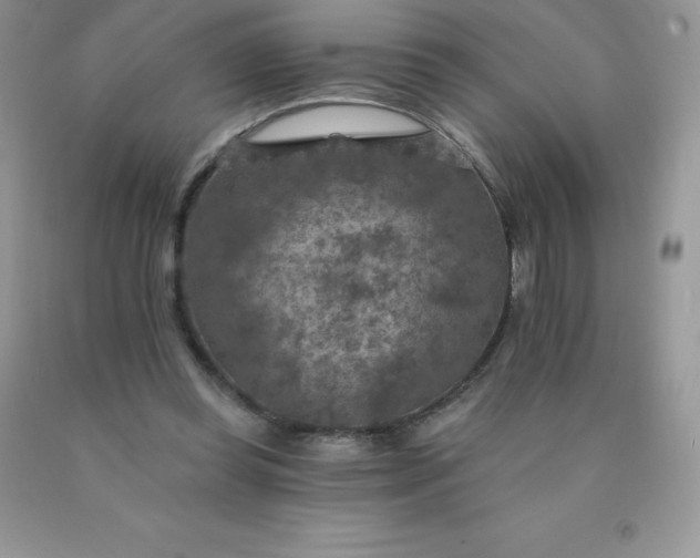 X0000090440349200707272159