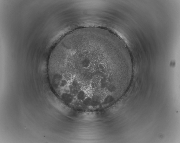 X0000090440353200707272159