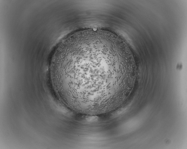 X0000090440355200707272159