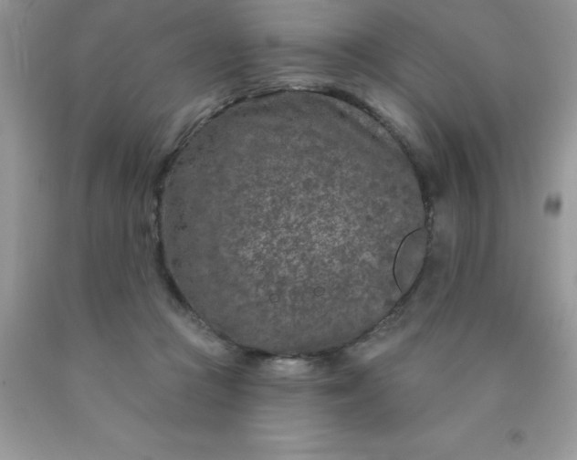 X0000090440361200707272159