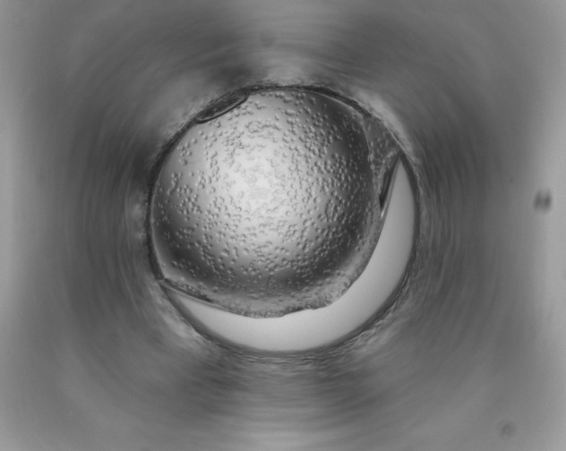 X0000090440393200707272159