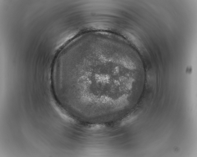 X0000090440398200707272159