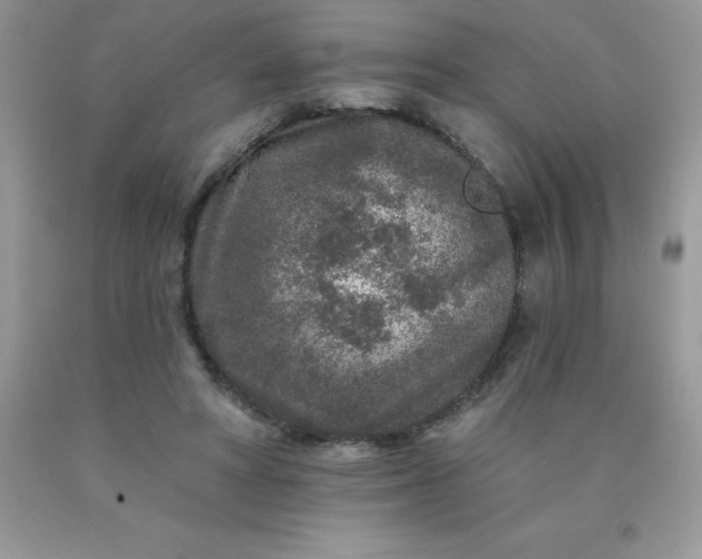 X0000090440402200707272159