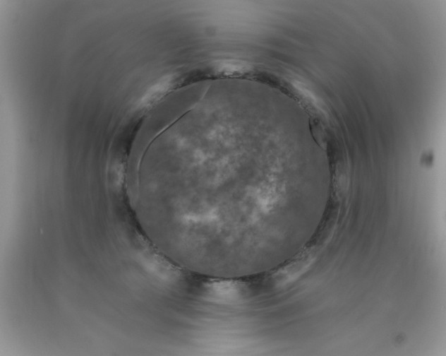 X0000090440417200707272158