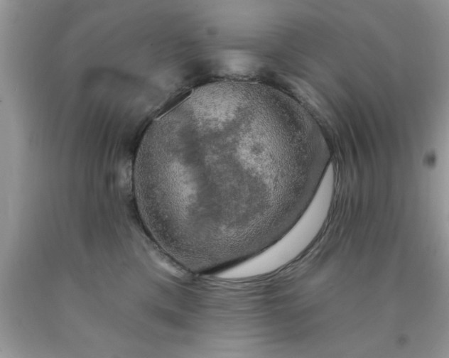 X0000090440425200707272158