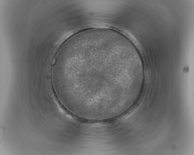 X0000090440433200707272158