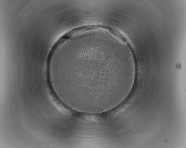 X0000090440439200707272158