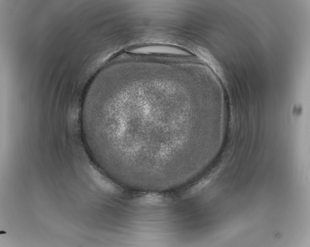 X0000090440441200707272158