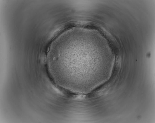 X0000090440474200707272158