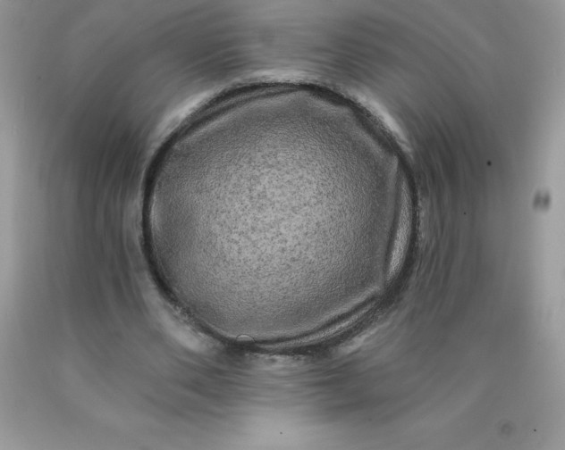 X0000090440486200707272157