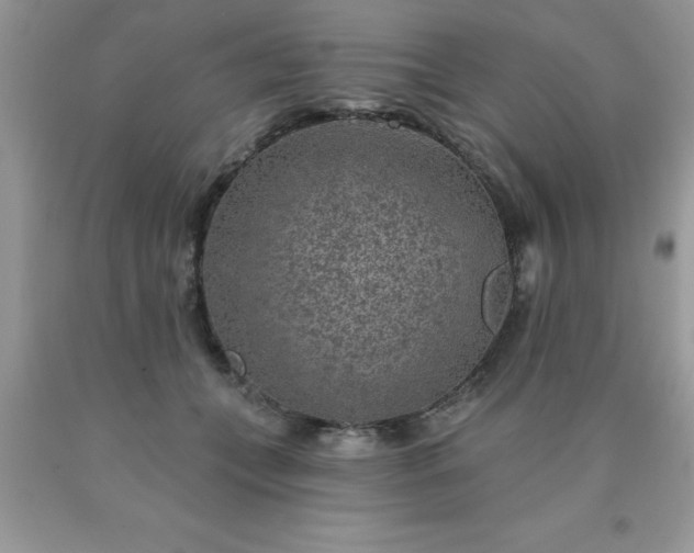 X0000090440559200707272157