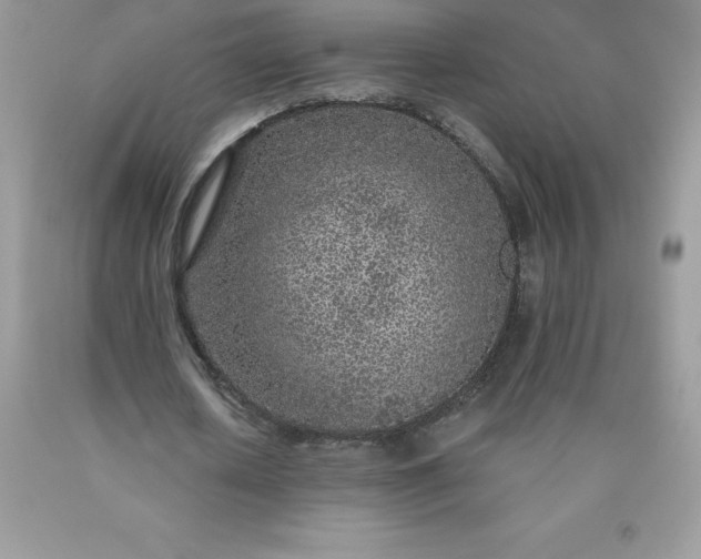 X0000090440626200707272155