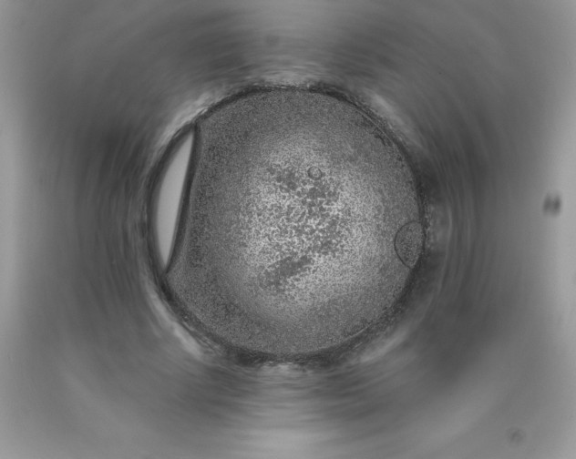 X0000090440634200707272155