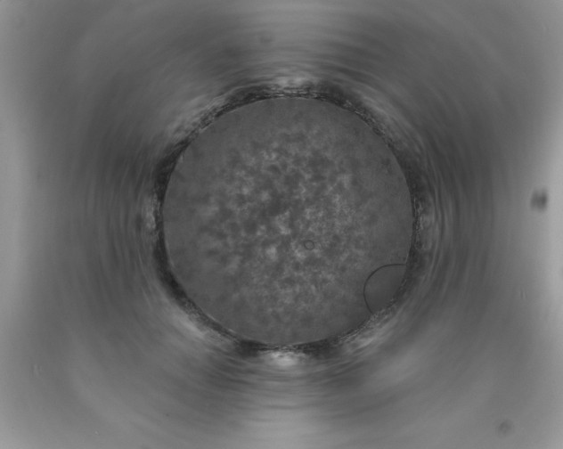 X0000090440654200707272155