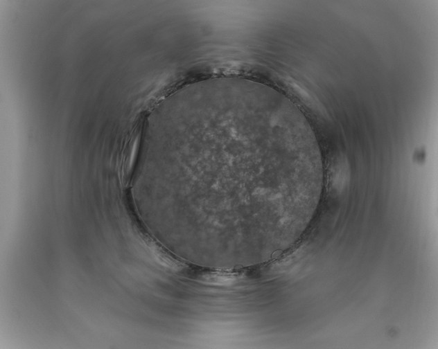 X0000090440661200707272155