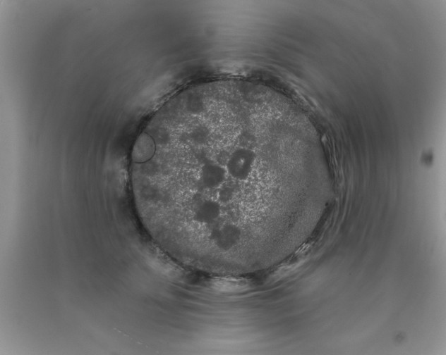 X0000090440707200707272154