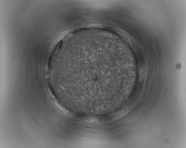 X0000090440729200707272154