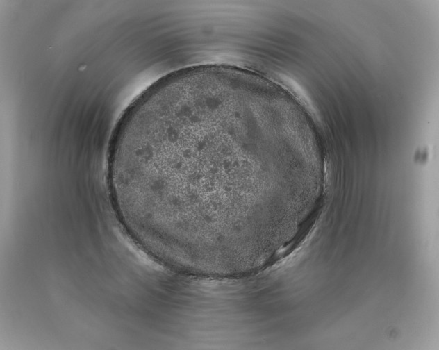 X0000090440780200707272153