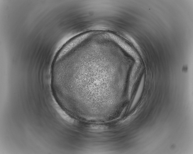 X0000090440795200707272153