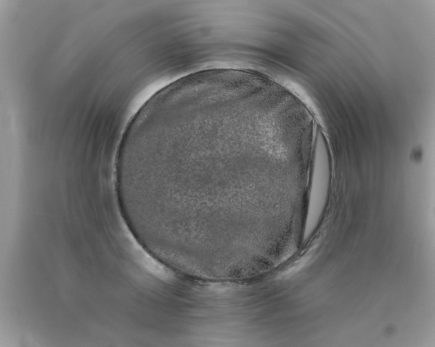 X0000090440803200707272153