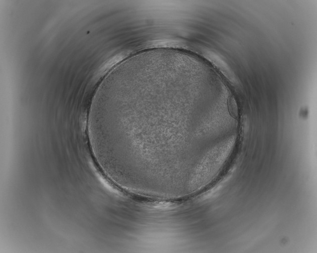 X0000090440841200707272153