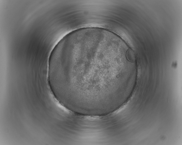 X0000090440844200707272153