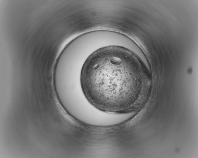 X0000090440854200707272153