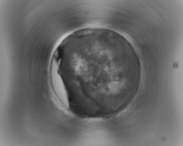 X0000090440864200707272153