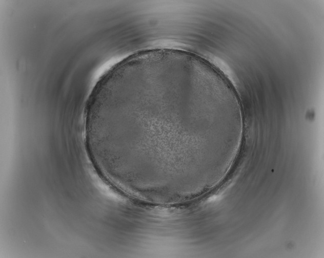 X0000090440987200707272151