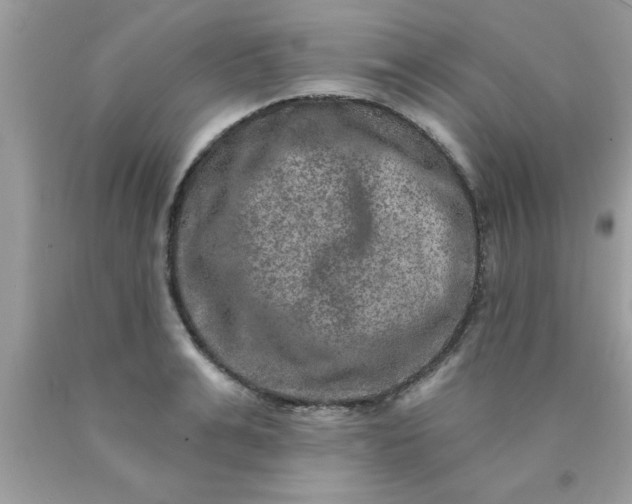 X0000090440991200707272150