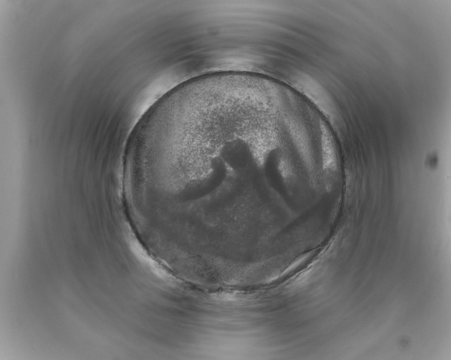 X0000090440994200707272150