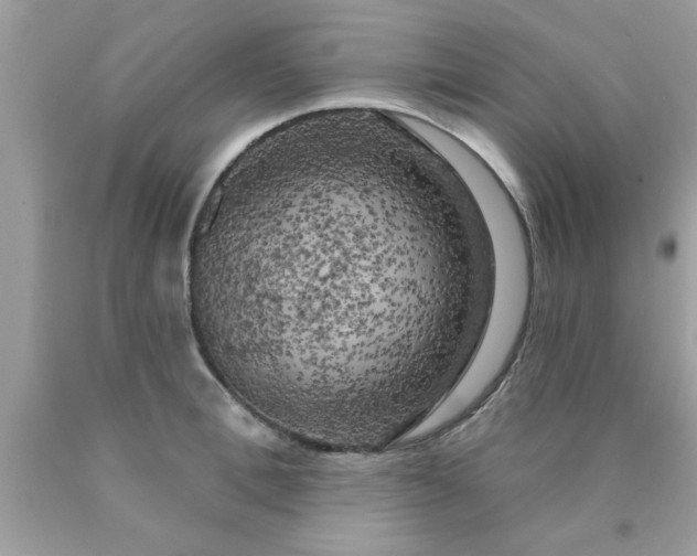 X0000090440996200707272150