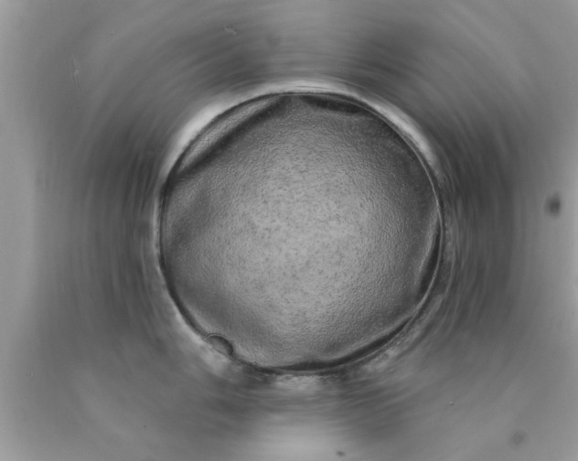 X0000090441006200707272150