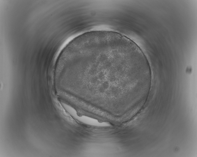 X0000090441008200707272150