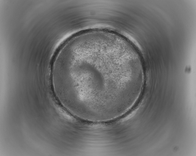 X0000090441021200707272150