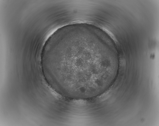 X0000090441023200707272150