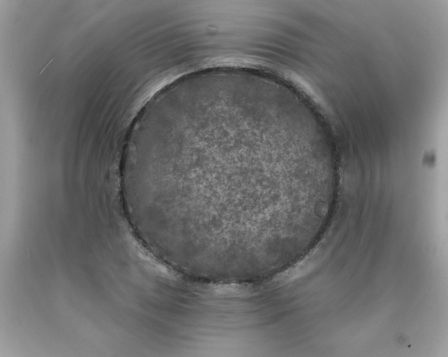 X0000090441025200707272150