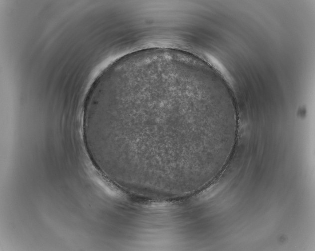 X0000090441035200707272150