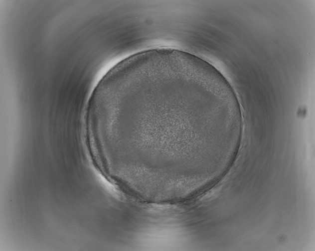 X0000090441056200707272150