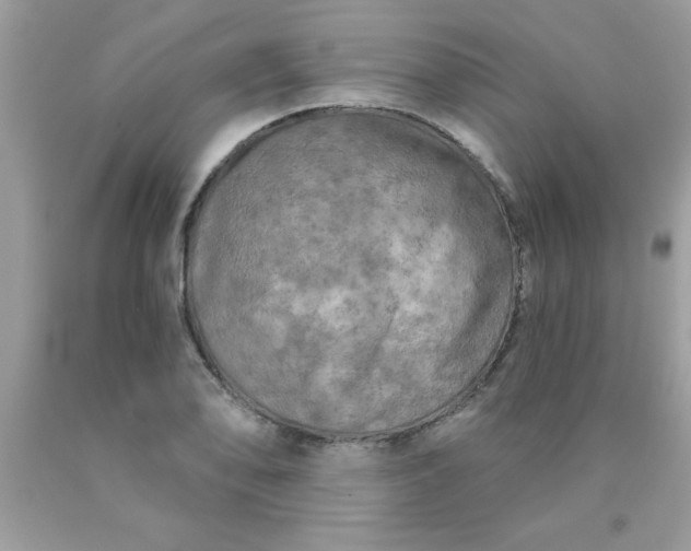 X0000090441078200707272149