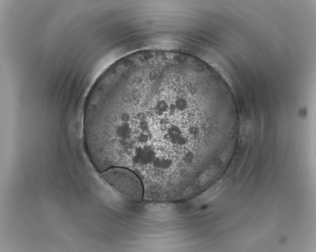 X0000090441083200707272149