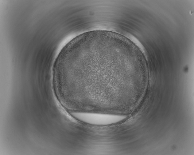 X0000090441096200707272149