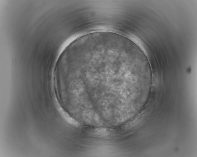 X0000090441098200707272149