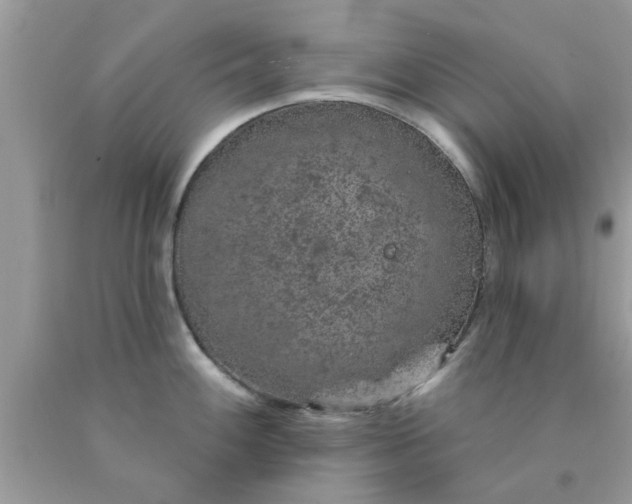 X0000090441100200707272149