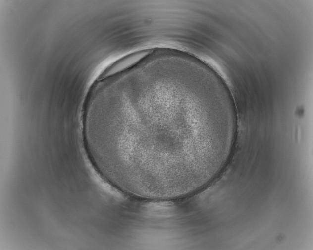 X0000090441133200707272149